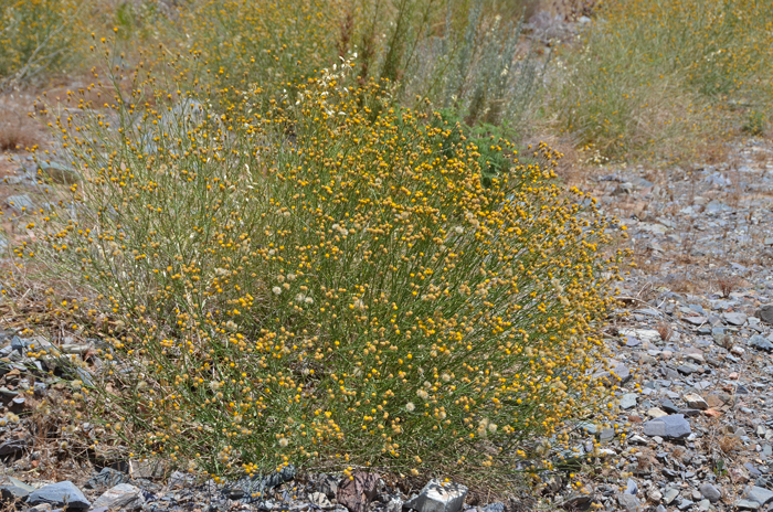 Sweetbush Bebbia may grow up to 4 feet or more and is an important plant for insects and butterflies. The monotypic genus Bebbia was named in honor of Michael Schuck Bebb (1883-1895. The specific epithet "juncea" is derived from the Greek word "juncea" meaning "rush-like", a reference to the leaf-less stems apparently looking like rush plants of the genus Juncus. Bebbia juncea